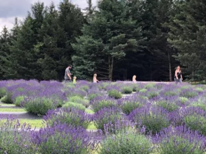 Family walking through u-pick lavender field at Indigo farms in Imlay City, Michigan