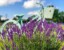 Close-up photo of lavender with blue painted bike behind it, out of focus among a sunny bluesky background.