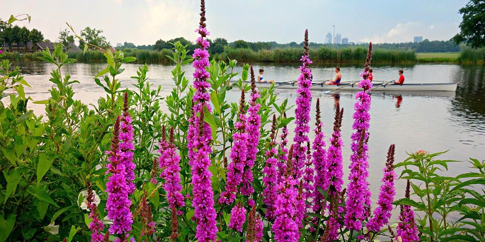 Photo of Purple Loosestrife in Michigan