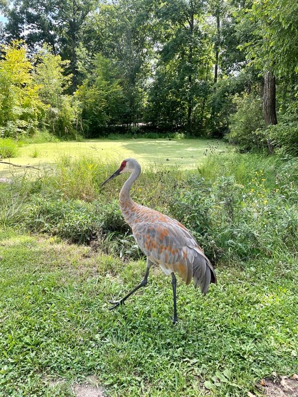 A sandhill crane walking at Kensington Metropark